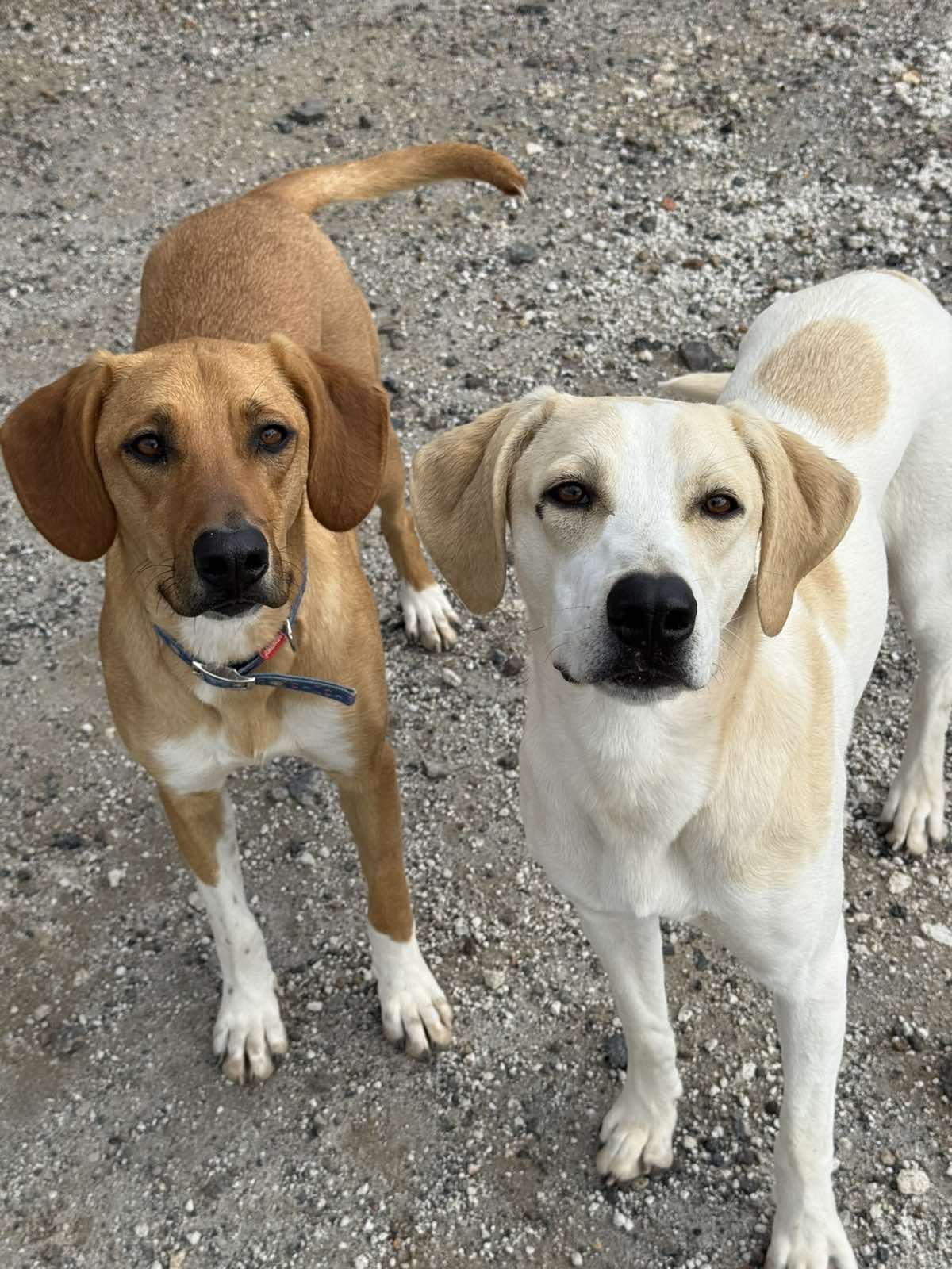 ΜΑΡΙΑΝ (Η Μαριάν και η Αντέλ είναι αχώριστες και πολύ πιθανό να είναι αδερφούλες. Ιδανικά θα ήθελαν να υιοθετηθούν μαζί) - Image 5
