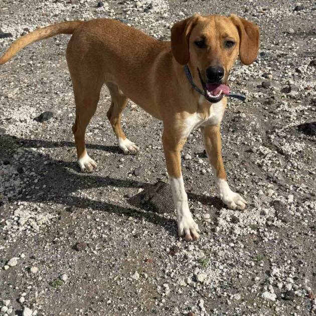 ΜΑΡΙΑΝ (Η Μαριάν και η Αντέλ είναι αχώριστες και πολύ πιθανό να είναι αδερφούλες. Ιδανικά θα ήθελαν να υιοθετηθούν μαζί)