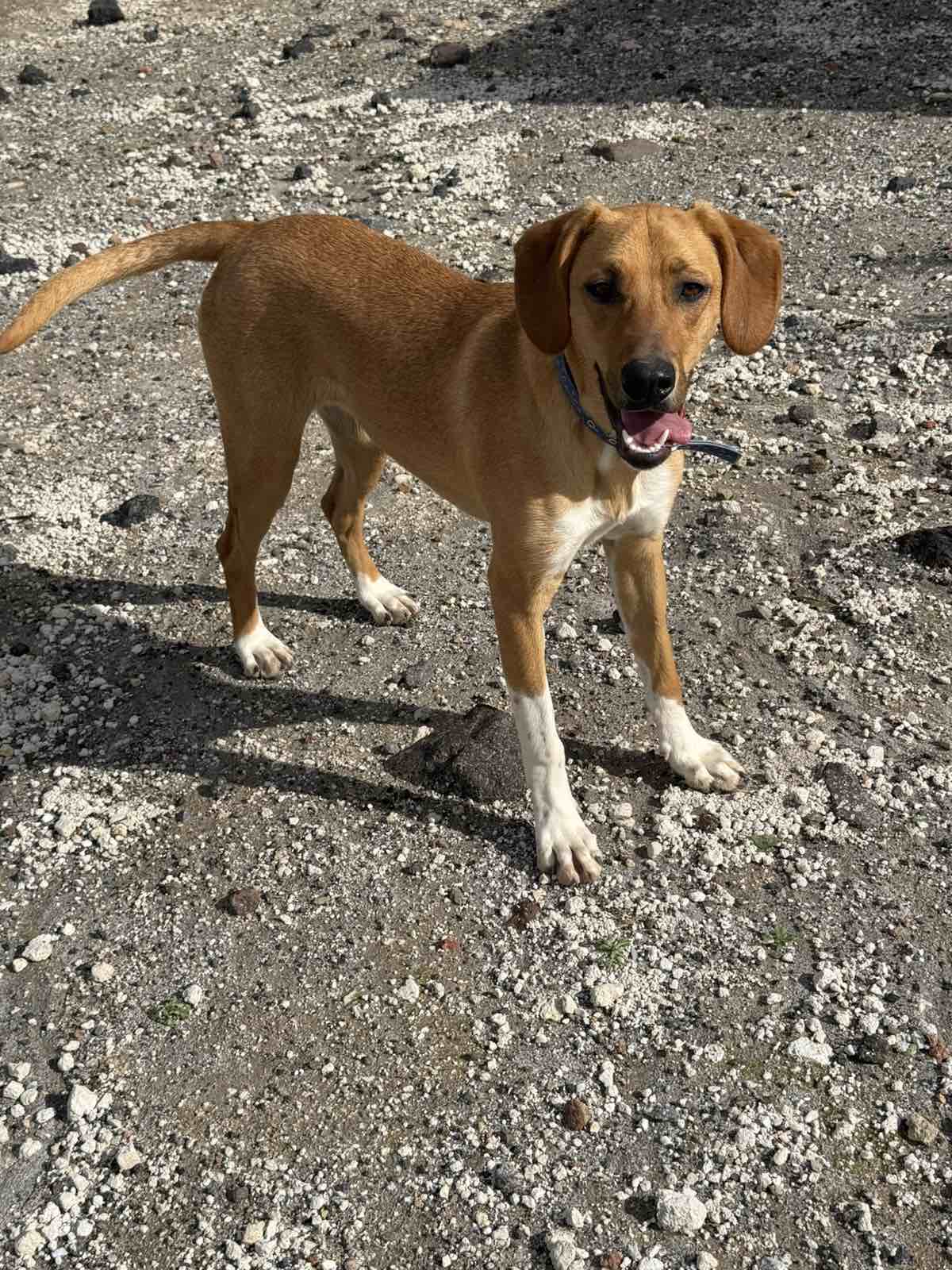 ΜΑΡΙΑΝ (Η Μαριάν και η Αντέλ είναι αχώριστες και πολύ πιθανό να είναι αδερφούλες. Ιδανικά θα ήθελαν να υιοθετηθούν μαζί)