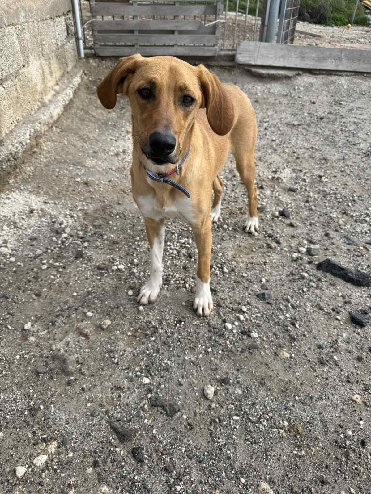 ΜΑΡΙΑΝ (Η Μαριάν και η Αντέλ είναι αχώριστες και πολύ πιθανό να είναι αδερφούλες. Ιδανικά θα ήθελαν να υιοθετηθούν μαζί) - Image 3