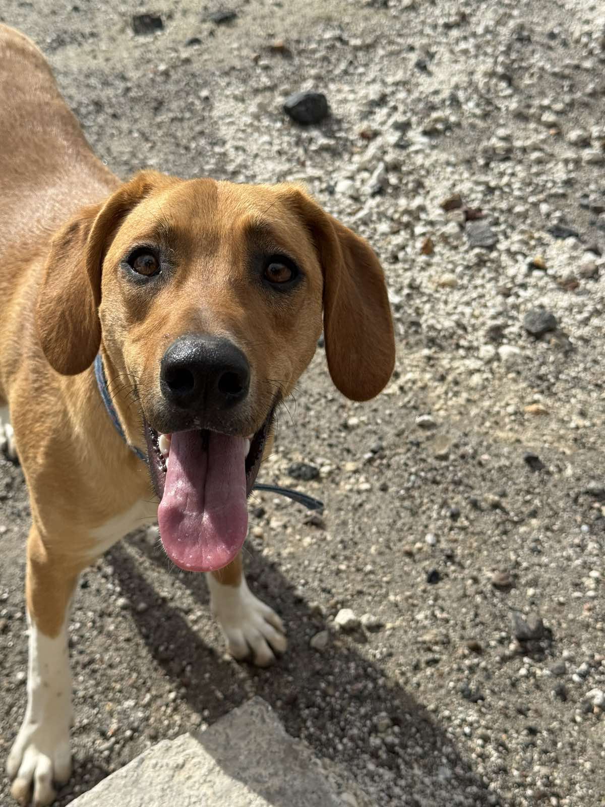 ΜΑΡΙΑΝ (Η Μαριάν και η Αντέλ είναι αχώριστες και πολύ πιθανό να είναι αδερφούλες. Ιδανικά θα ήθελαν να υιοθετηθούν μαζί) - Image 4