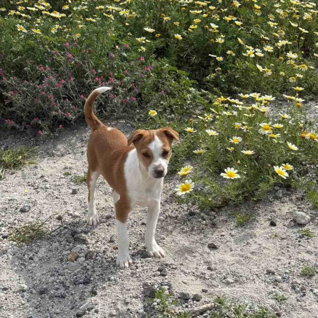 ΜΙΚΡΟΣ ΠΡΙΓΚΗΠΑΣ